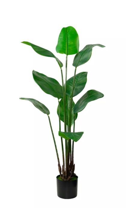 Strelitzia Nicolai Wild banana bush 130