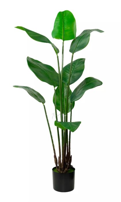 Srelitzia Nicolai Wild Banana bush