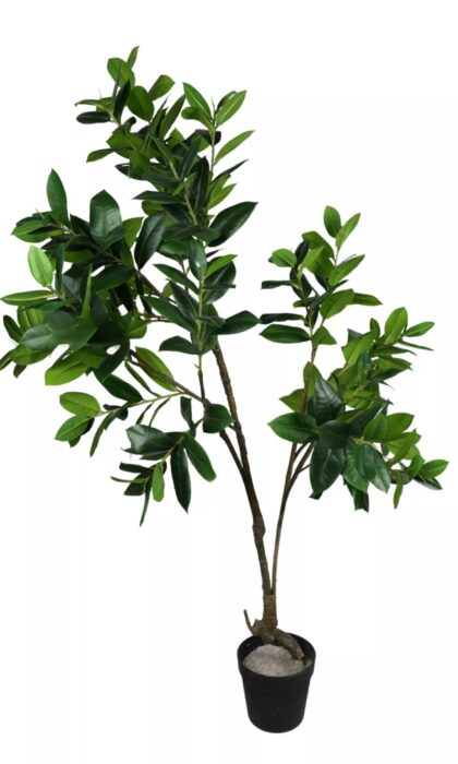 Ficus Elastica Melanie 75 cm