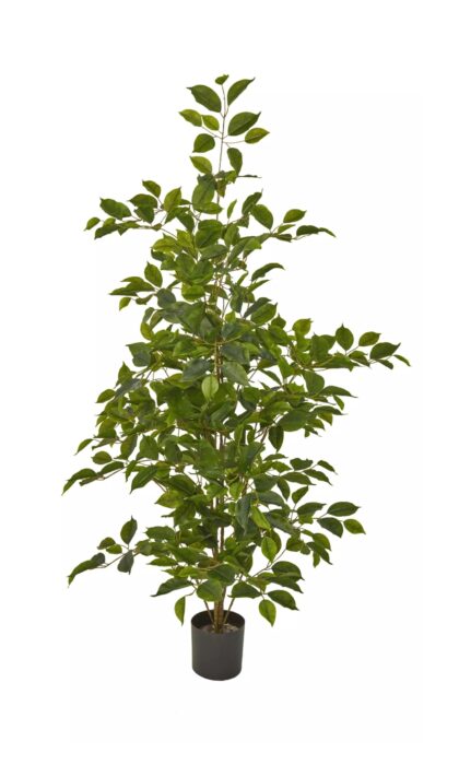 Ficus Benjamina Naomi 120cm - Green
