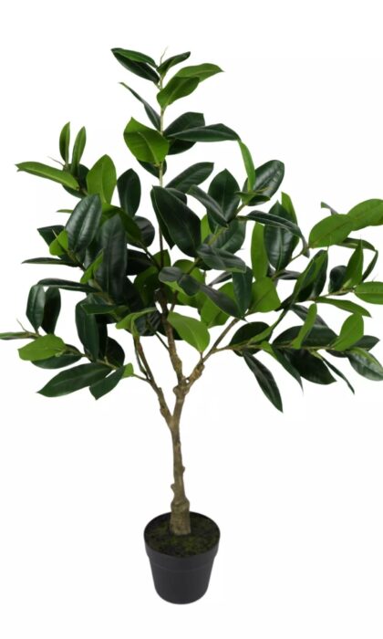 Ficus medium in a flowerpot - Green