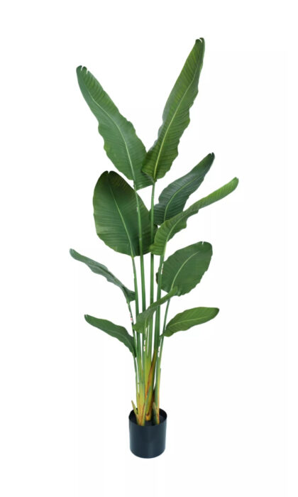 Premium strelitzia nicolai 160cm in a pot - Green
