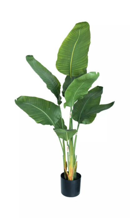Premium strelitzia Nicolai 120cm in a pot - Green