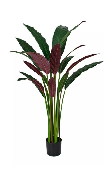 Calathea rufibarba 110cm - Dark Green