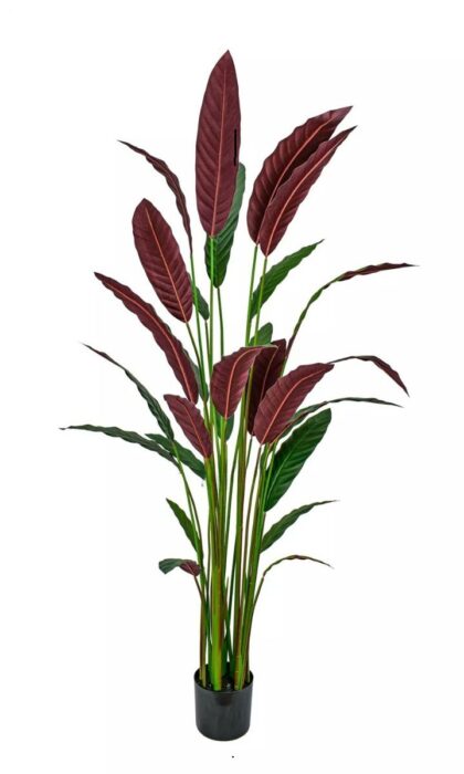 Calathea rufibarba 180cm - Dark Green