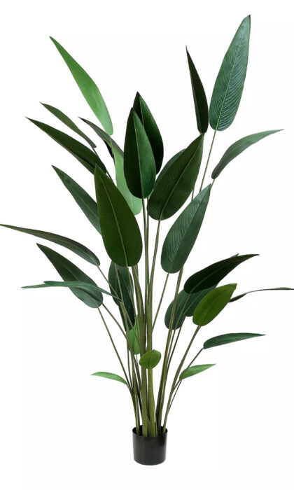 Strelitzia reginae 210cm