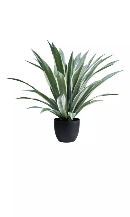 Yucca Gloriosa of 47 leaves in a pot (75cm) - Green