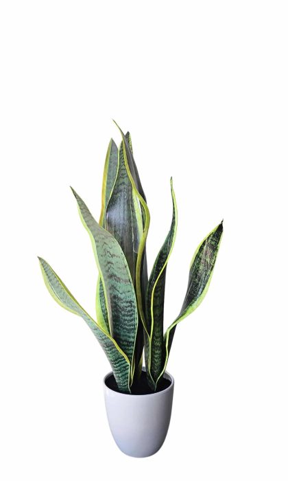 Artificial Snake Plant