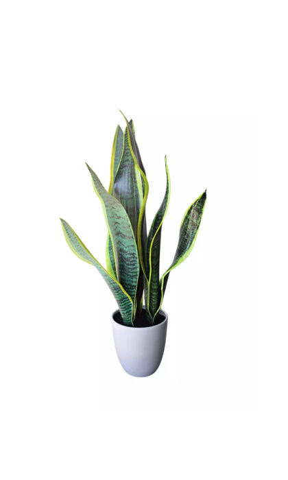 Snake plant Sansevieria in pot - Yellow Green