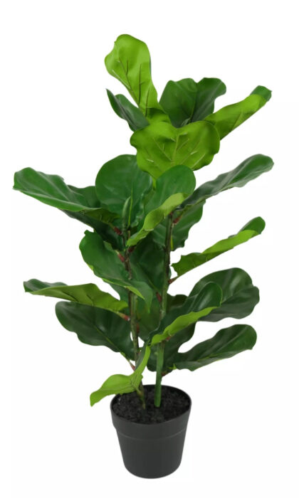 Ficus Lirata small in a flowerpot - Green