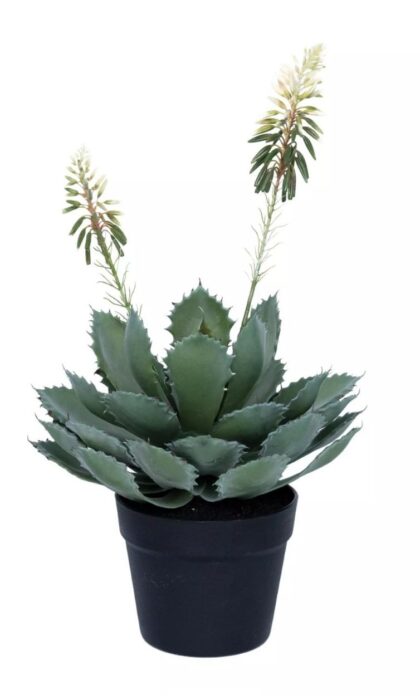 Aloe Glauca Miller