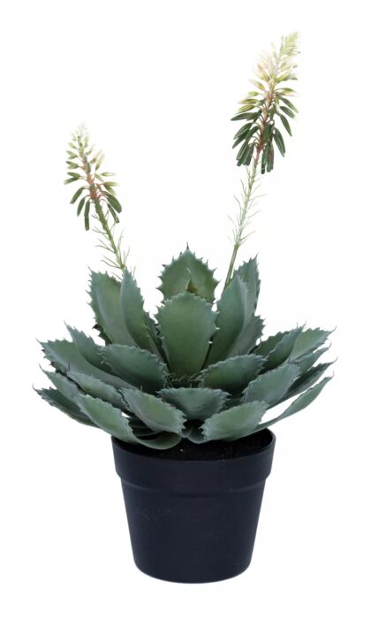 Aloe Glauca Miller