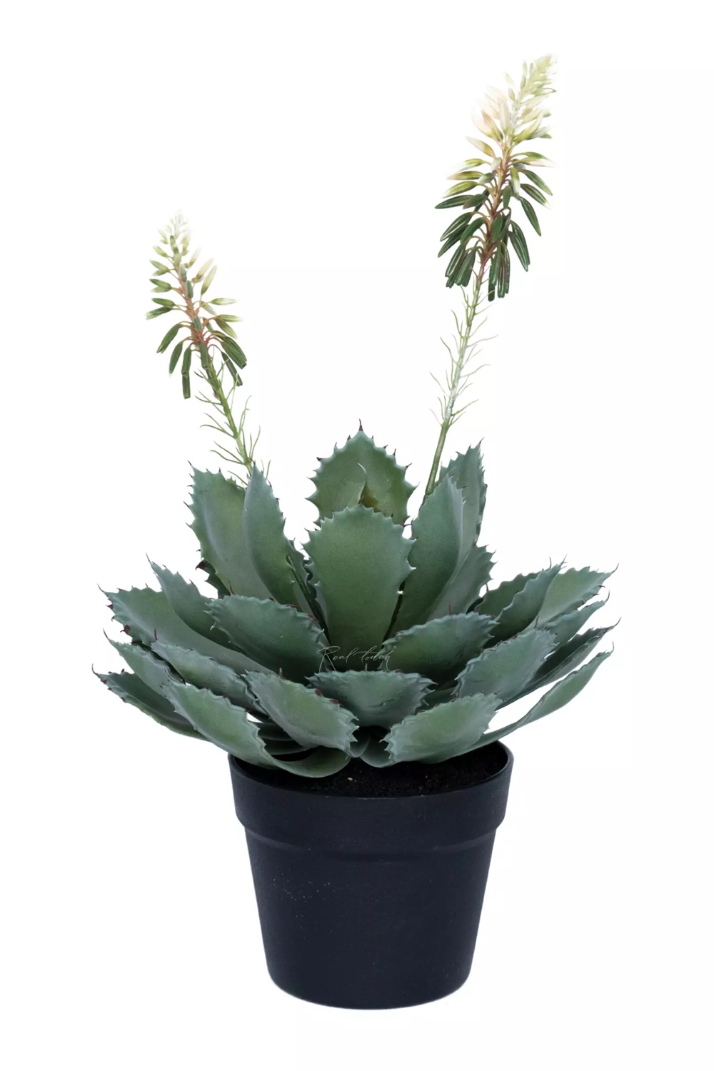 Aloe Glauca Miller