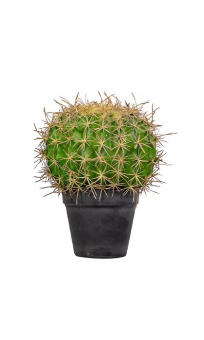 Echinocactus Grusonii Golden barrelsmall - Green