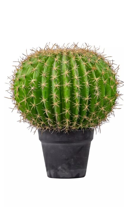 Echinocactus Grusonii Golden barrel large - Green