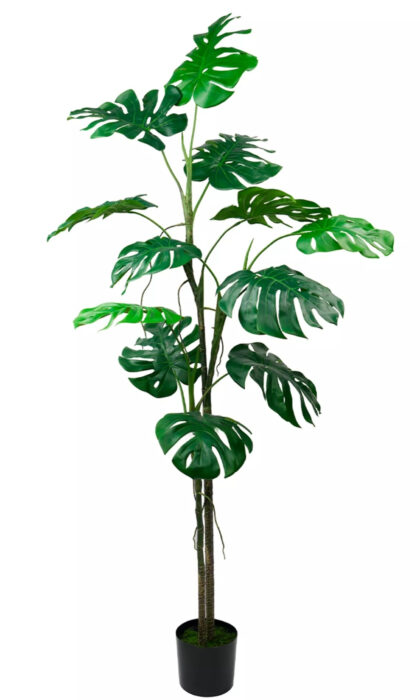 Monstera liana 200 cm in the planters - Green