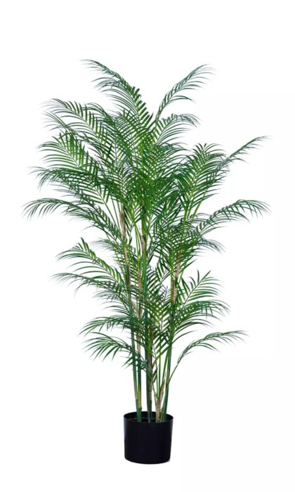 Areca High Palm 150cm