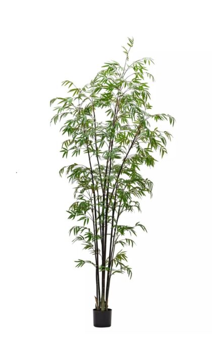 Bamboo Bissetii 240cm - Dark green