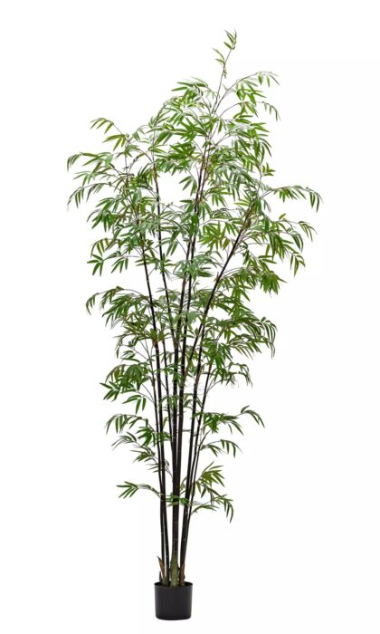 Bamboo Bissetii 240cm - Dark green