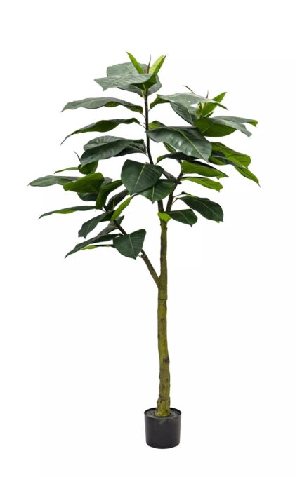 Ficus Elastica Abidjan 180cm - Green