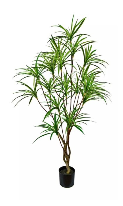 Dracaena Anita 190cm - Green