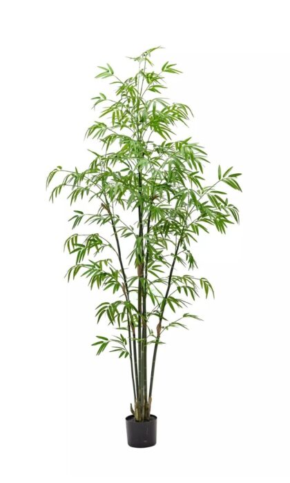 Bamboo Bissetii 180cm - green