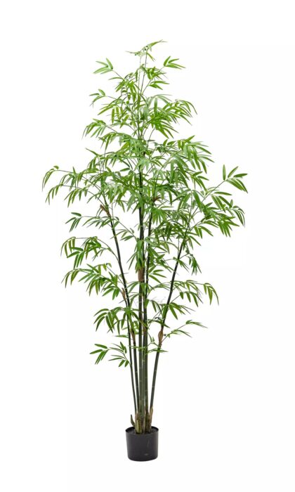 Bamboo Bissetii 180cm - green