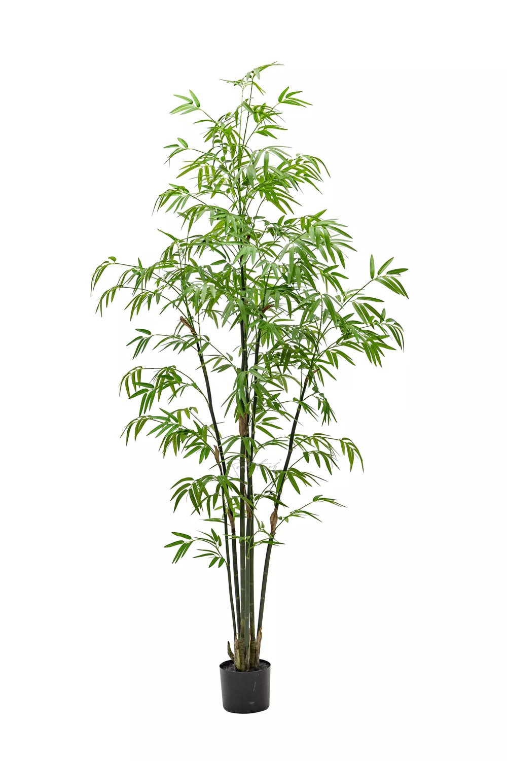 Bamboo Bissetii 180cm - green