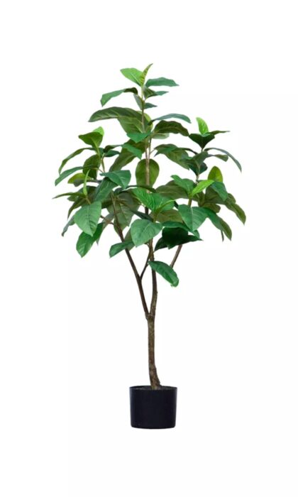 Ficus 120cm - Green