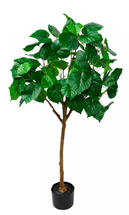 Ficus linden - shaped 125cm - Green