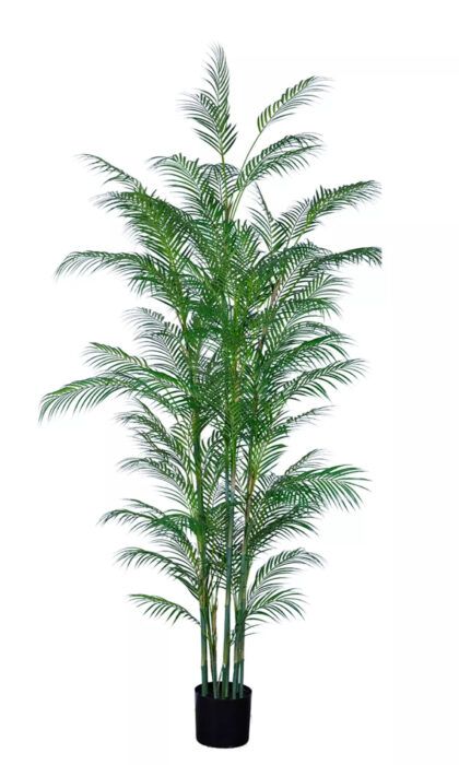 Areca high palm 230cm in a planter - Green