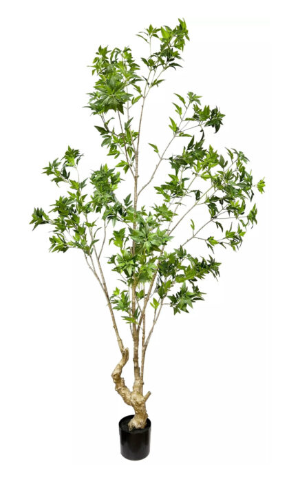 Japanese maple 210cm - Green