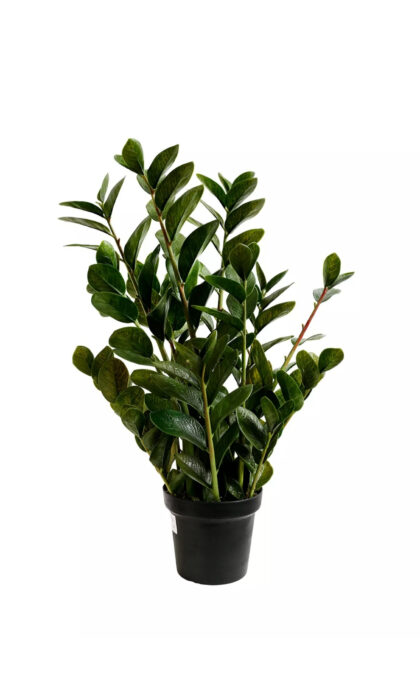 Zamioculcas bush 90cm - Green