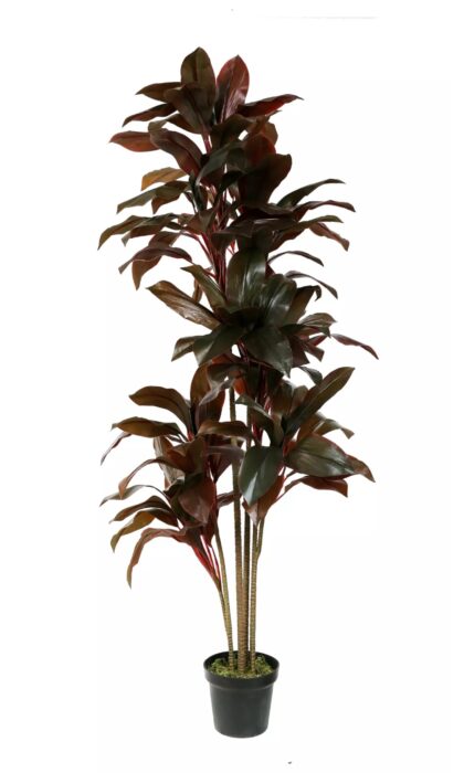 Cordilina Shrub 170cm - Red