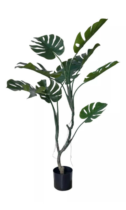 Monstera in pot 125cm - Green