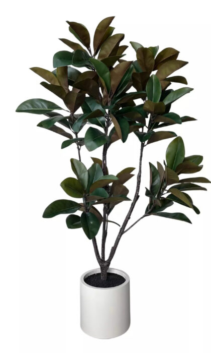 Magnolia in pot 160cm - Green