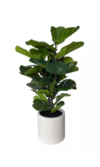 Artificial Ficus Lirata in a decorative pot 100cm