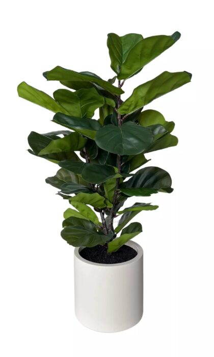 Artificial Ficus Lirata in a decorative pot 100cm