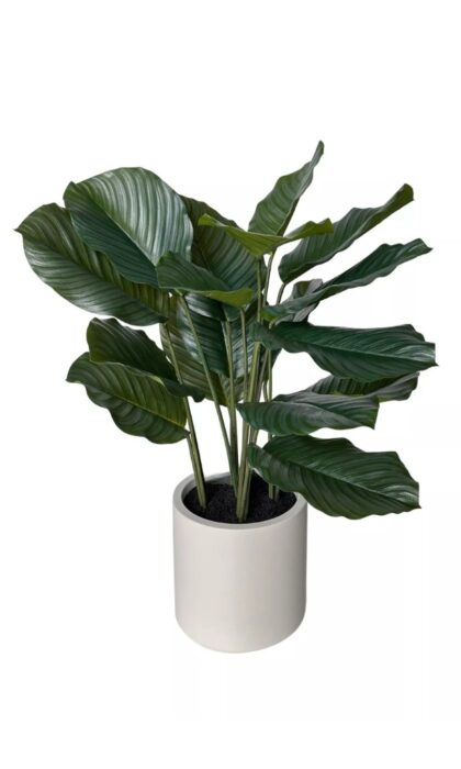 Calathea in pot 95cm - Green