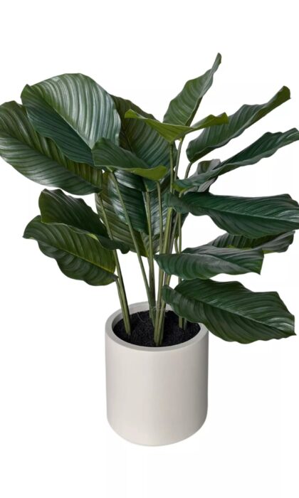 Calathea in pot 95cm - Green