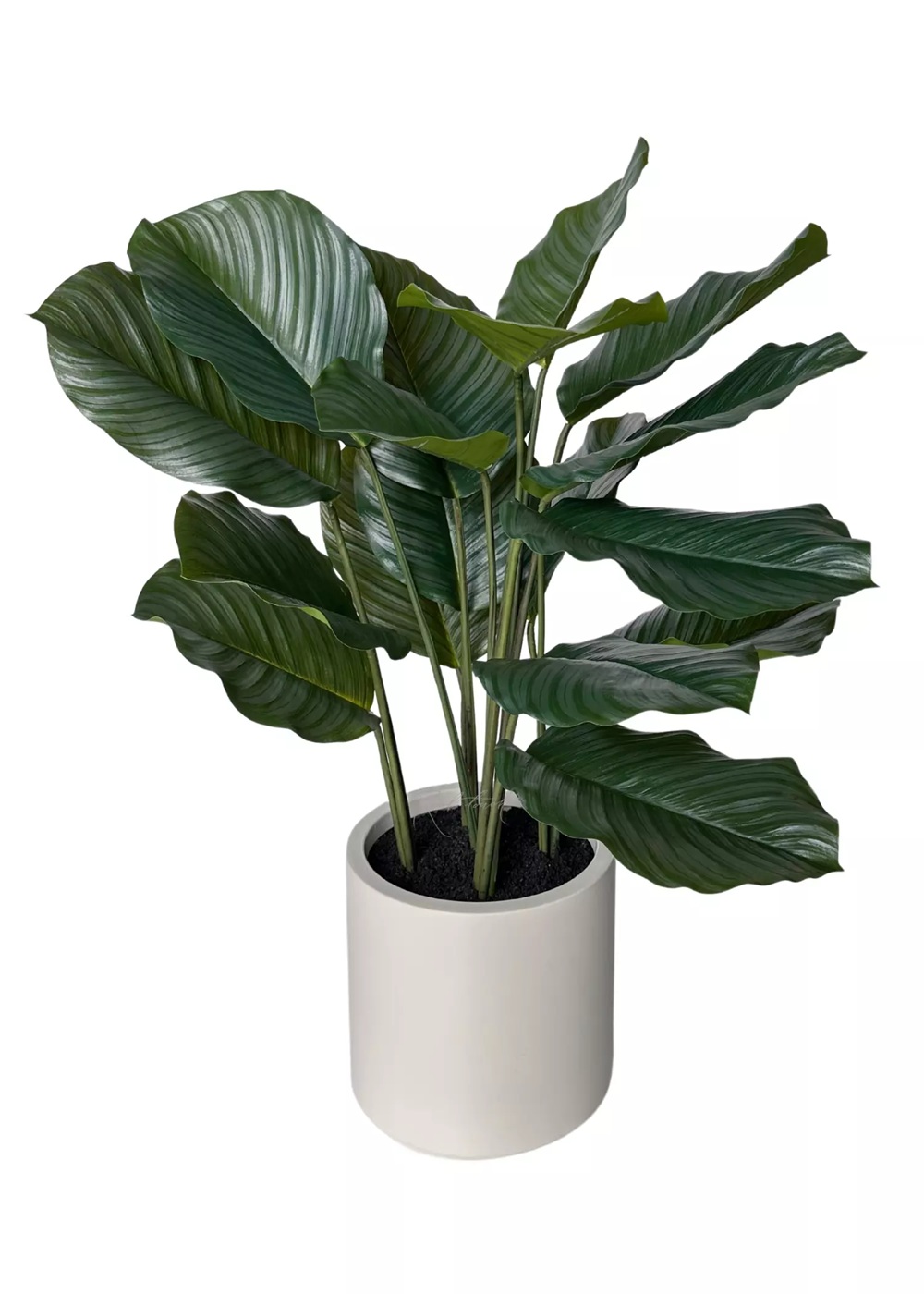 Calathea in pot 95cm - Green