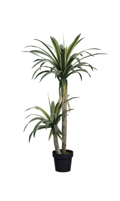 Yucca Gloriosa 120cm pot - Green