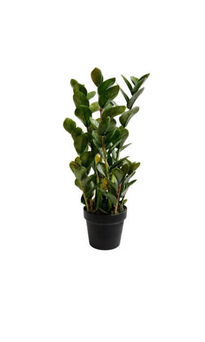 Zamioculcas bush 67cm - Green