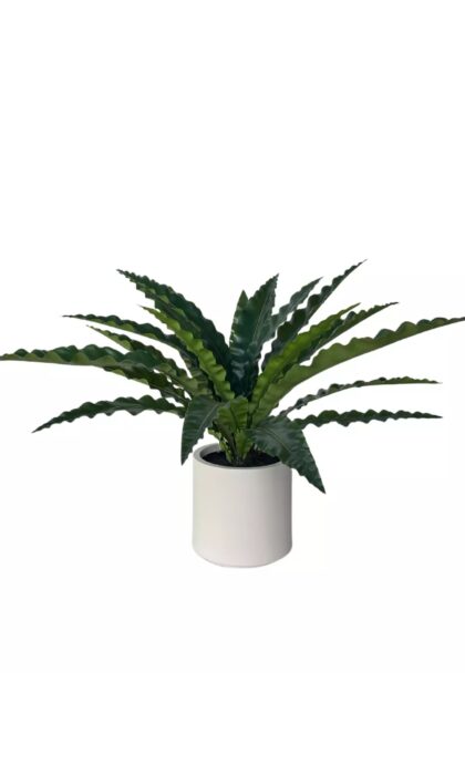 Asplenium 85 cm - Green