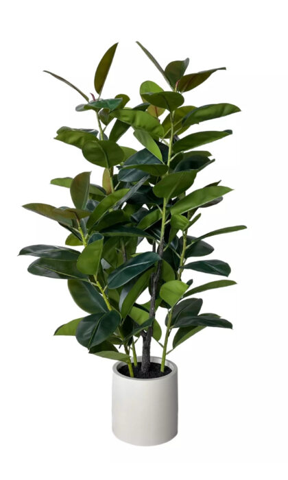 Rubber Tree in Pot - Green