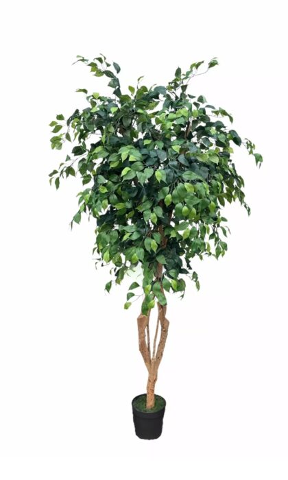Ficus Benjamin on a live trunk 200cm - Green