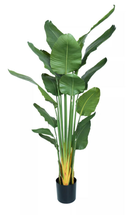 Premium strelitzia nicolai 180cm in a pot - Green