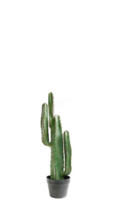 Cactus cereus with red needles