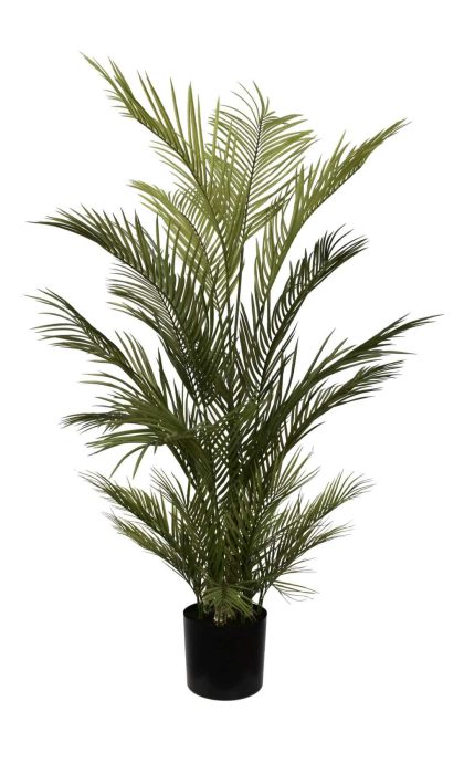 Chryslidocarpus Palm 150cm