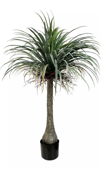 Nolina Palm